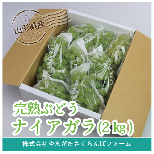 完熟ぶどう　ナイアガラ