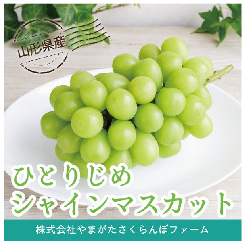 ひとりじめシャインマスカット
