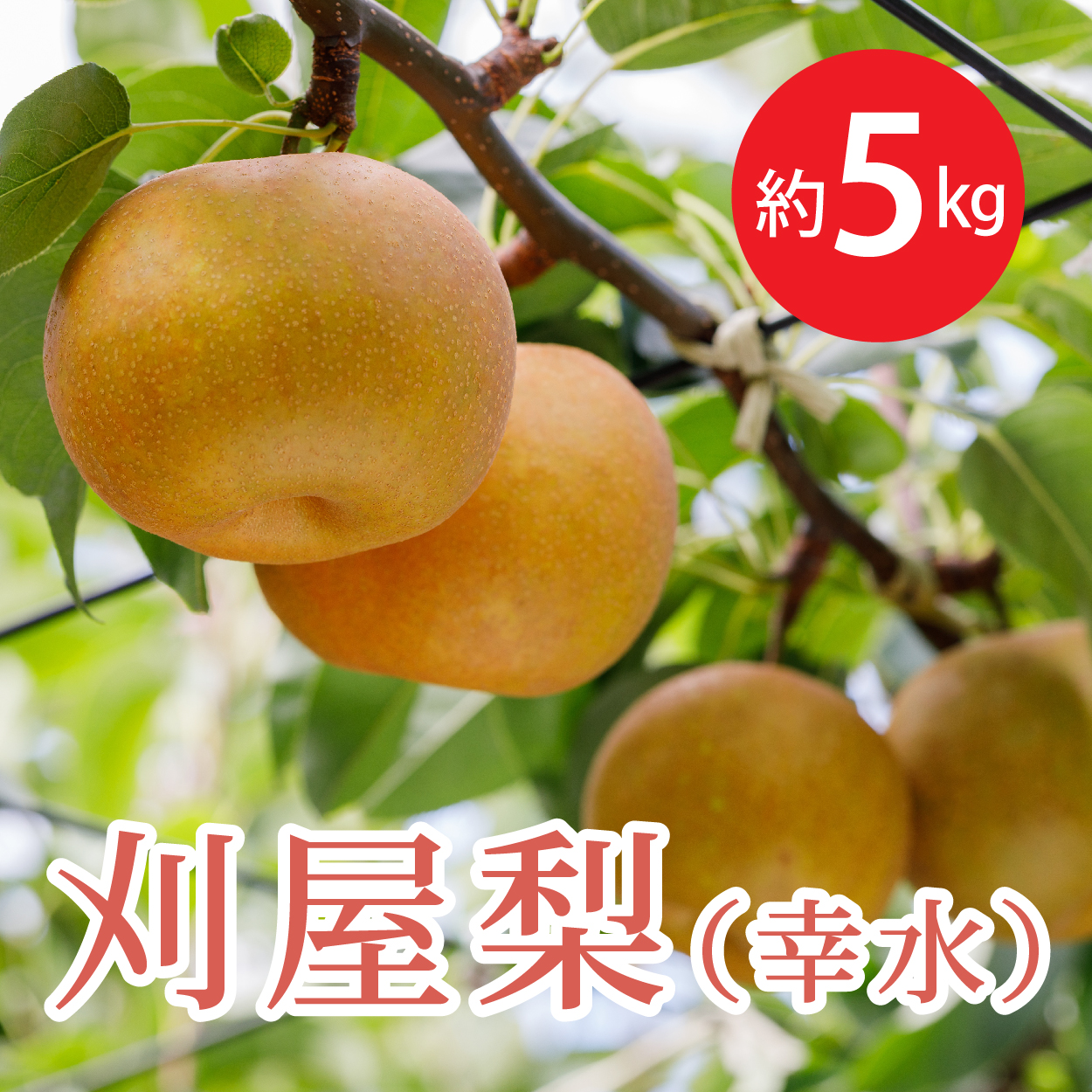 刈屋梨(幸水)5kg