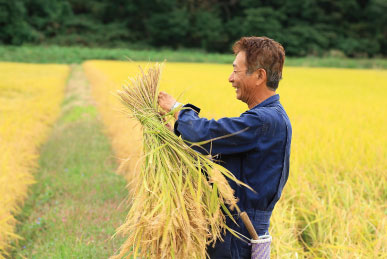 山形田んぼ収穫風景