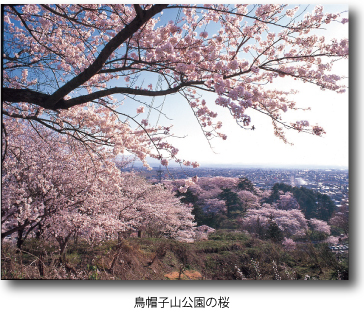 鳥帽子山公園の桜