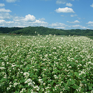 蕎麦畑